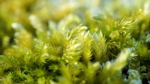 moss green nature