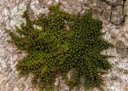 moss green tree