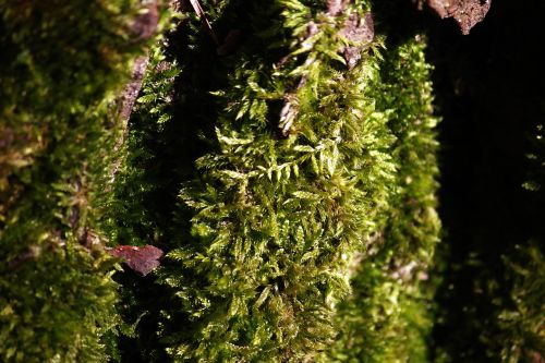 moss plant nature