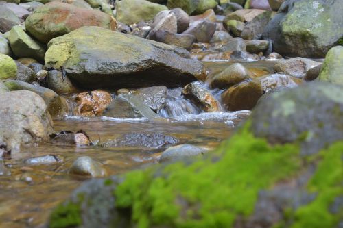 moss creek stream