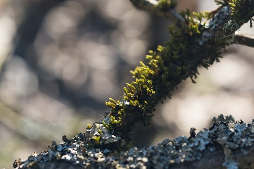 moss  macro  bokeh