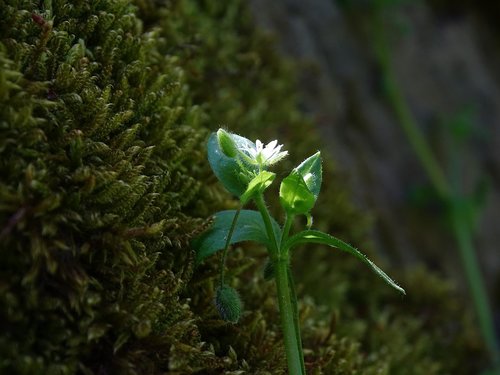 moss  flower  macro