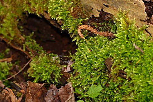 moss  green  macro