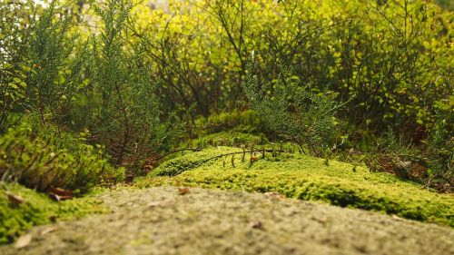 moss forest floor vegetation