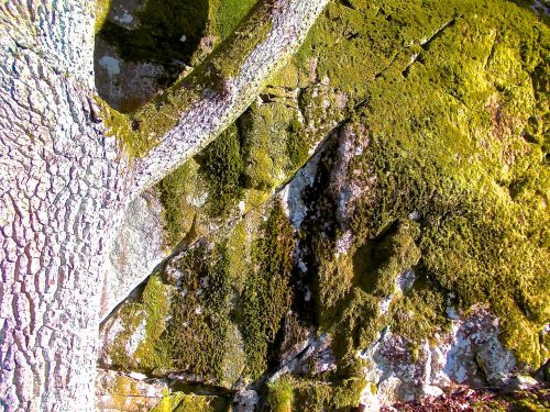 moss stone tree