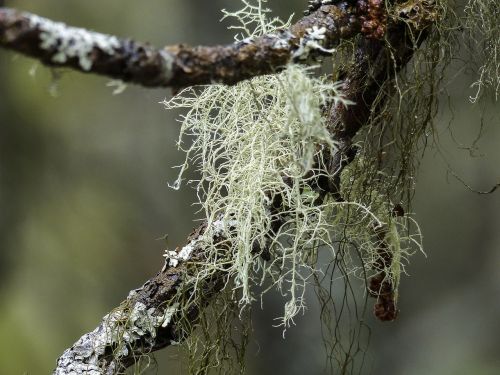 moss tree branch