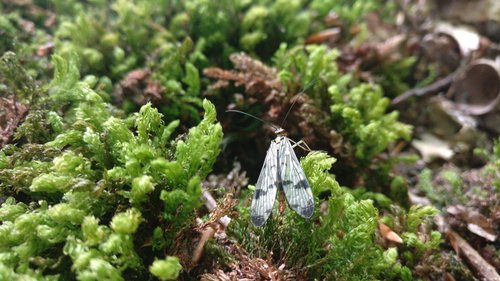 moss  nature