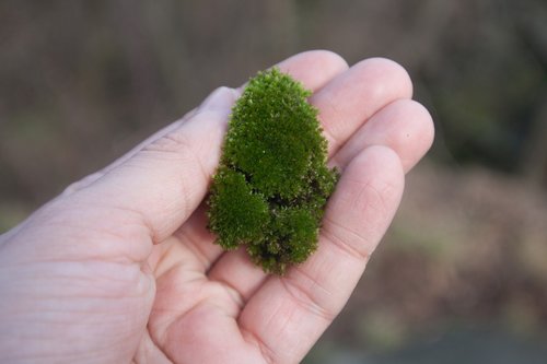 moss  hand  lichen