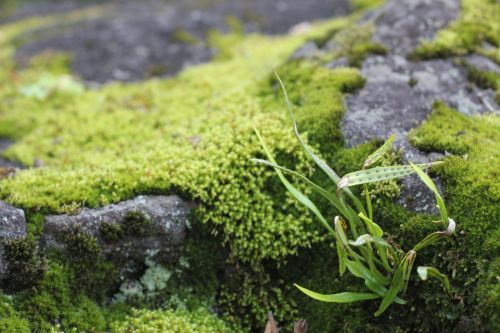 moss rock grass