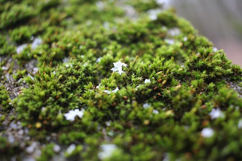 moss  green  winter