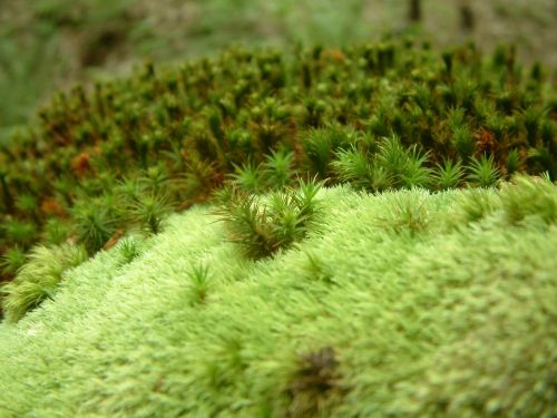 moss green plant