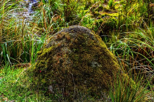 moss  stone  landscape