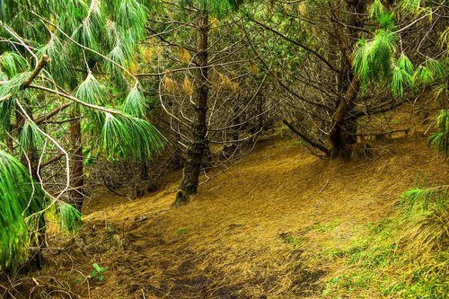 moss  stone  landscape