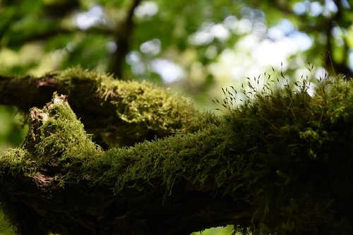 moss  mystical  nature