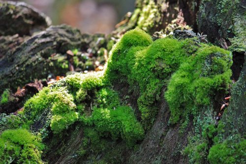 moss  log  nature