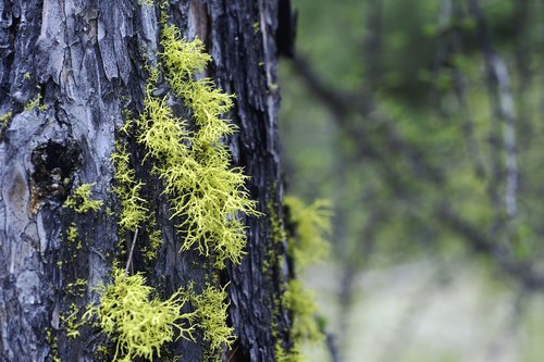 moss  tree  nature