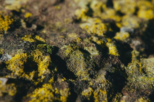 moss lichen plant