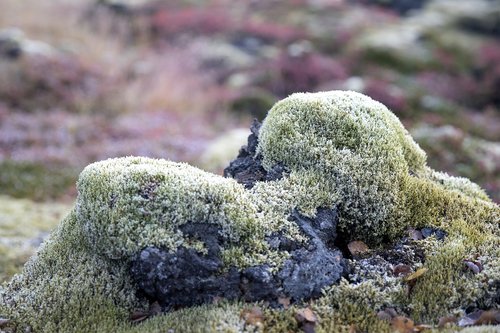 moss  volcanic  stones