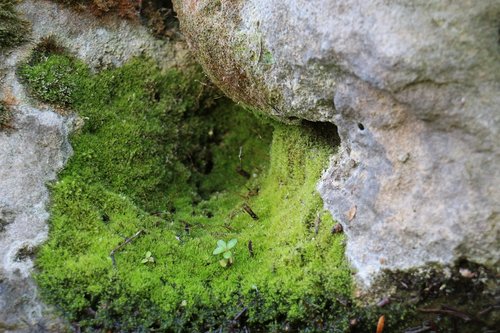 moss  stone  nature