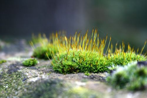 moss macro stone