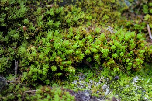 moss  plant  close up