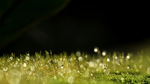 moss  dew  green