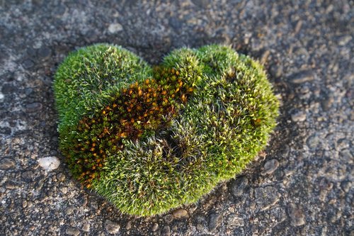 moss  heart shape  nature