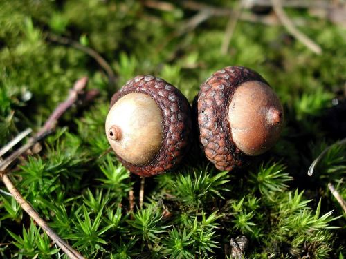 moss acorns two