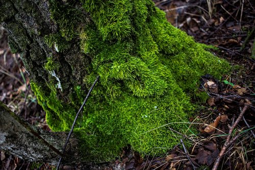 moss  tree  green