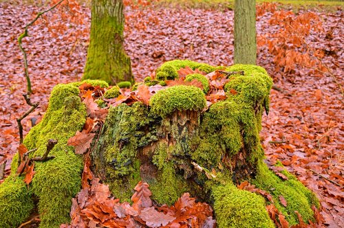 moss  log  forest