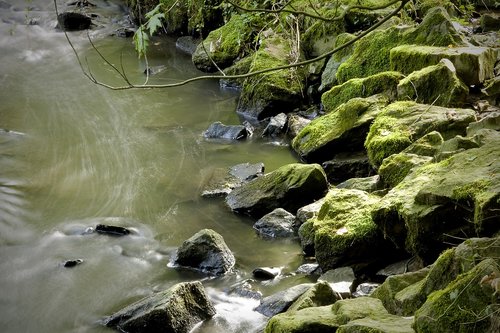 moss  river  landscape