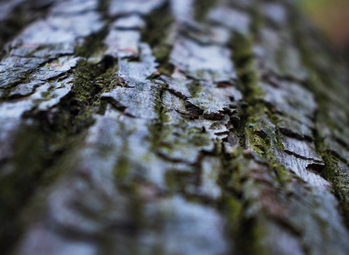 moss  tree  plant