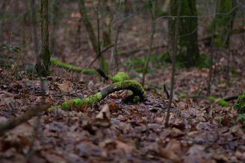 moss  branch  forest