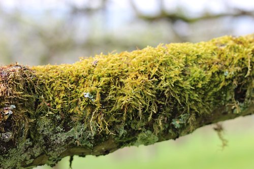 moss  branch  nature