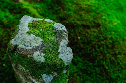 moss  green  natural
