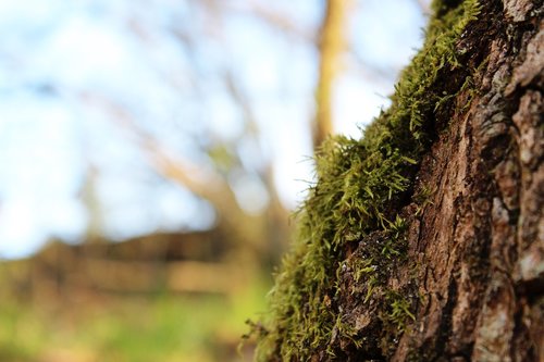 moss  wood  nature