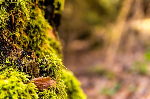 moss  branch  forest