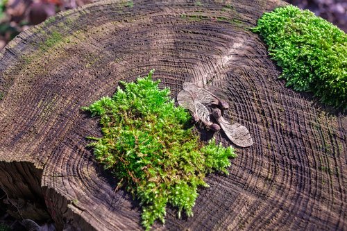 moss  log  forest