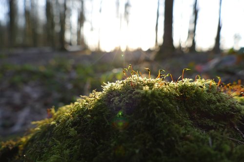moss  forest  nature
