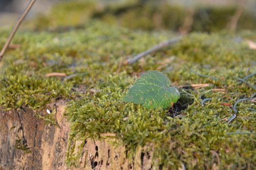 moss  leaf  log