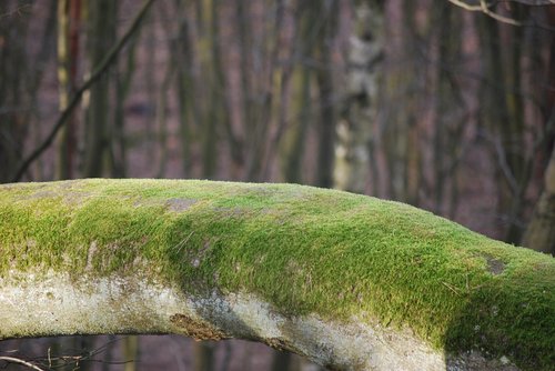 moss  forest  trunk