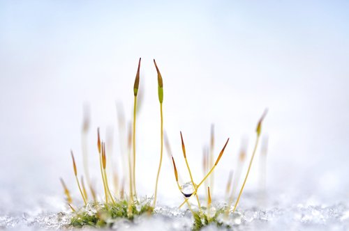 moss  plant  grass