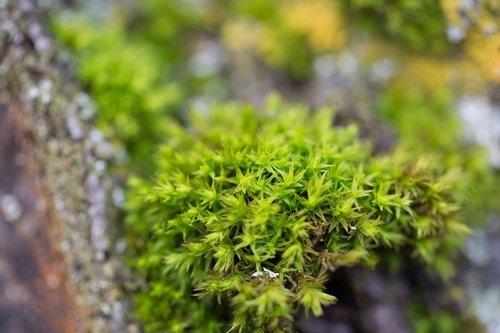 moss  macro  nature