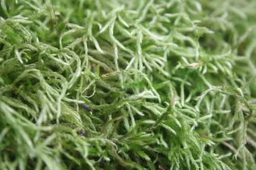 moss  texture  nature
