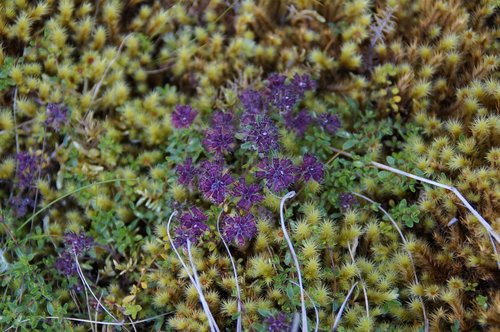 moss  bloom  flowers