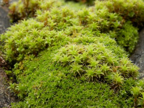 moss  green  undergrowth