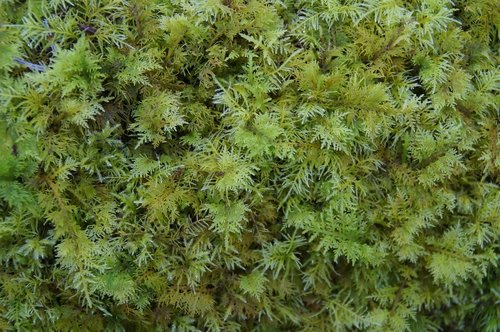 moss  green  texture