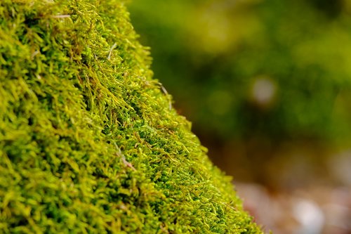 moss  nature  forest