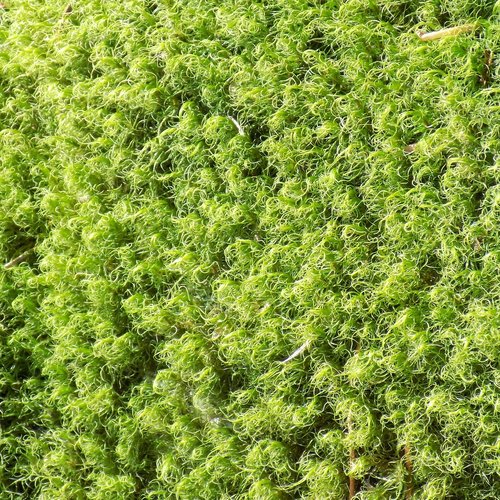 moss  life  green