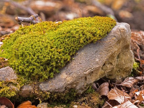 moss  stone  be most